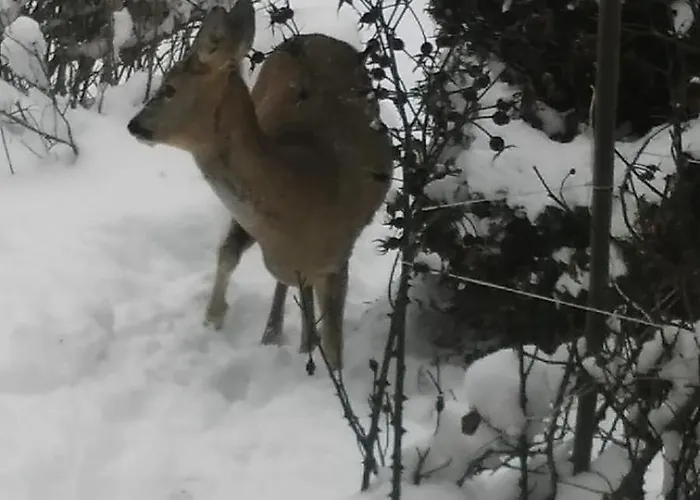 Ab Pstrazna Holiday home